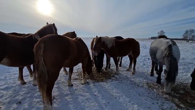 Табунное коневодство.| Восьмая подкормка Качественно? смотреть онлайн