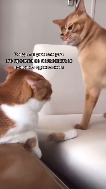 Живая груша для отработки ударов!