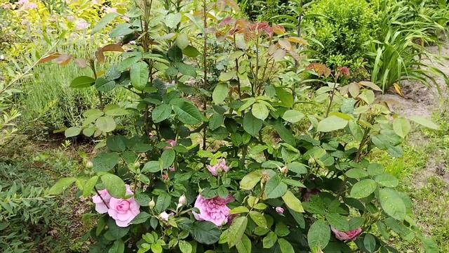 РОЗА ГЕРТРУДА ДЖЕКИЛЛ video 20240610 134218 смотреть онлайн