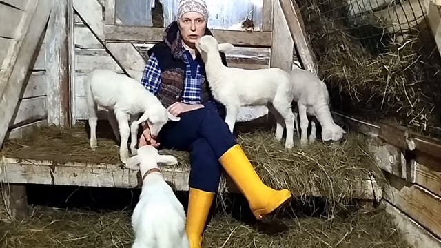 ВСЮ НОЧЬ ЯГНЯТ СПАСАЛА🐐🐐🐐🐐🐐 смотреть онлайн
