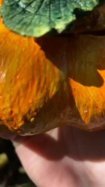 ТЫКВА ч.2 Из чего сделано? Читай комменты 👇 #текстурна смотреть онлайн