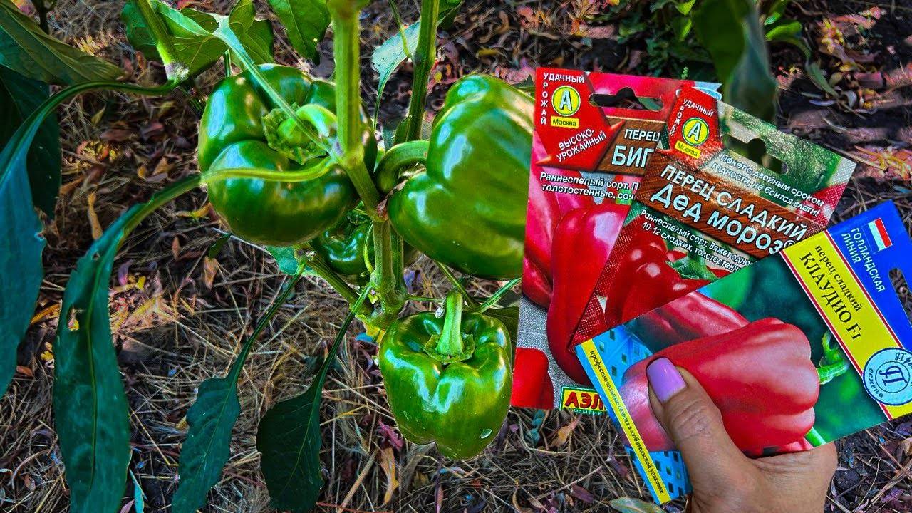 Посадите эти 3 сорта перца вы будете удивлены урожайности и вкусом. 3 урожайный сорта перца