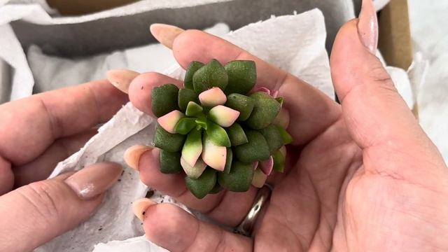 Новинки. Суккуленты. 📦 смотреть онлайн