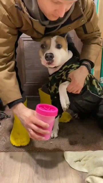 Тестируем лапомойку для Амстафф #amstaff #staff #shortvideo #shortvideo #k9