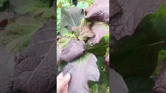 Гортензия дуболистная 4.11.23. #гортензии #обрезкагортен? смотреть онлайн