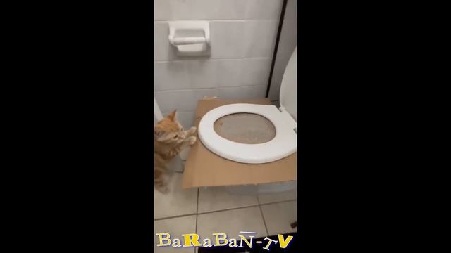 😺 Кошачьи ревности!🐈 Видео смешных котов, котят и со? смотреть онлайн