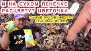 Этот ЭЛЕКСИР ЖИЗНИ и на сухом пенёчке заставит распустить цветочки!