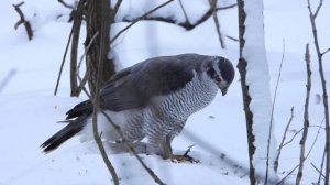 тетеревятник трапеза