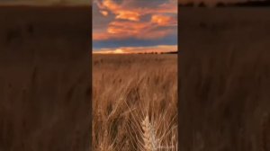 Поют перепела - на стихи Наталии Аникеевой