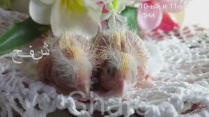 как меняются птенцы -2ч.  (6-15 дни)