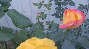 586.#13 - 14 сентября🌹Мои розы - мой маленький эдэм🌹🌹🌹