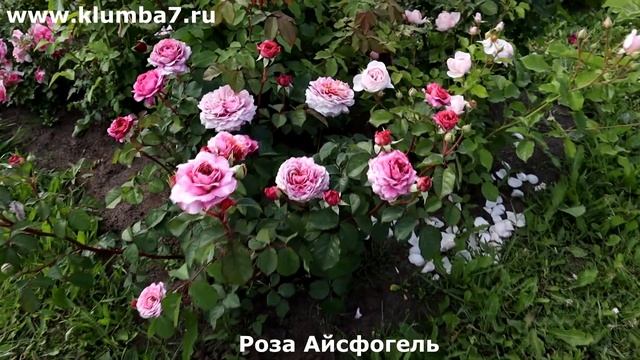 Розы Шедевры от Tantau  безупречная красота которой во?