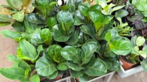 😍 ПРОСТО ВАУ 😻 НЕ ЗРЯ ЗАШЛА В САДОВЫЙ РАЙ ОБИ 🪴 Кашпо, комнатные растения в обзоре