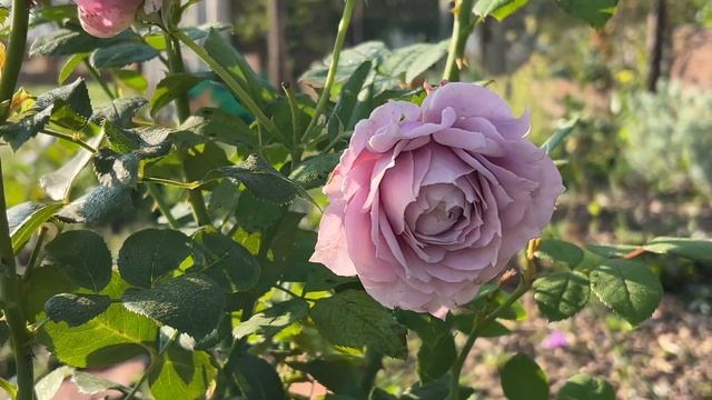 Принцип обработок. Розы без химии смотреть онлайн