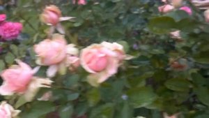 Роза. Моя самая любимая!!! ЭДЕН РОМАНТИКА.👍🌹