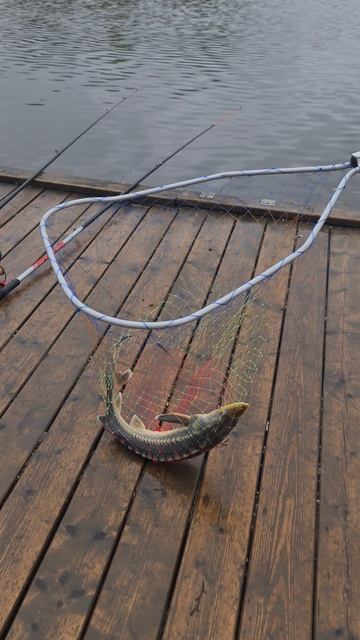 Поимка осетра смотреть онлайн