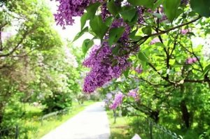 «Троицк. Сиреневый вальс»