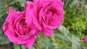 ОБЗОР СОРТА РОЗЫ ДОМЕЙН ДИТЬЕР | Роза Домейн Дитьер (Doma