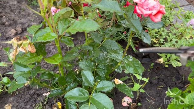 Правильная обрезка и формировка роз после первого цве смотреть онлайн