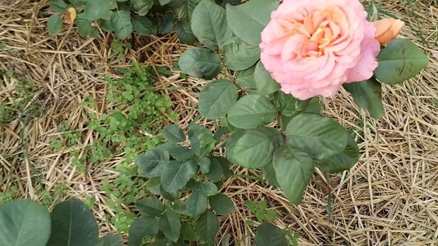 "Розы" Цветение роз 30 сентября 2024г. Днепр Украина смотреть онлайн