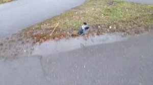 Ворона #ворона #прыгает