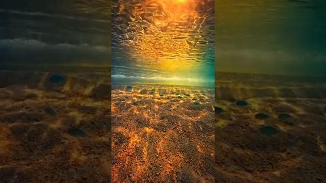"Белые розы" 2