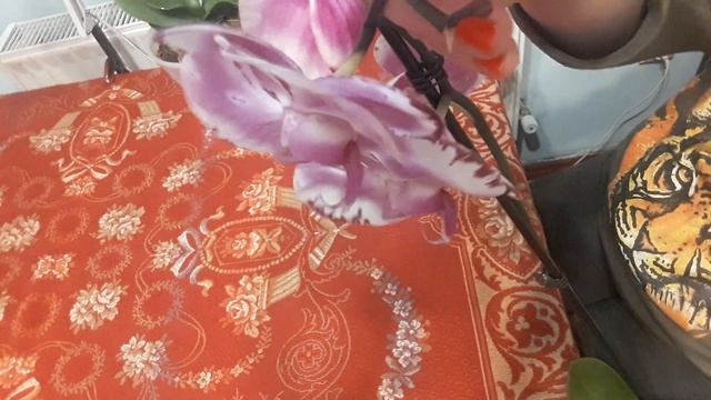 В якому стані пересаджені в подвійний горщик орхідеї ?