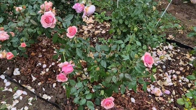 Розы Поэзия и Сурир де Хавр смотреть онлайн