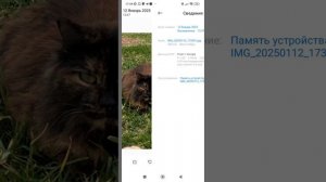 DreamFace Создаём фото и видео с помощью ИИ из своих быстро