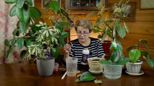 Если фикус растёт одной палкой что делать