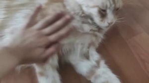 Кошка Алиса лежит и мурчит.