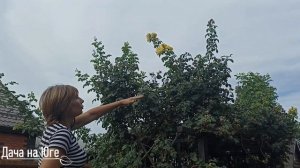 Дача на Юге - Обрезка плетистой розы