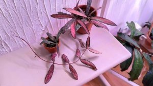 Hoya Sigillatis variegata. Спустя год…