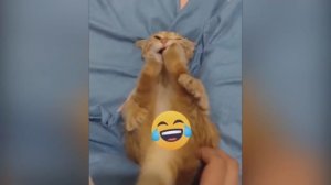 Приколы с Животными🔥😂Приколы Смешное Видео Смешные животные
