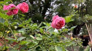 Обзор розы Боскобель (rose Boscobel ) на штамбе. Красивая роз?