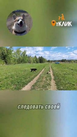 Нападение бродячих собак.