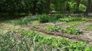 18,19 мая 2025г. зацвела акация .Высадила перцы на улицу.