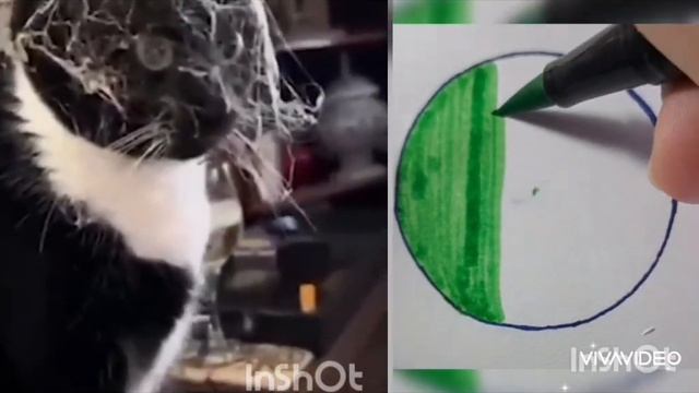 смешные котики🐱🐈 смотреть онлайн