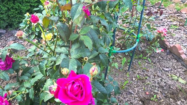 348 Цветут розы: Ля Роз де Молинар, Ан-Софи Пик, Розалинд смотреть онлайн