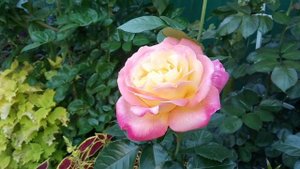 Второе цветение🌹✓Часть 5✓🌹52 розы в обзоре!!🦋🥰