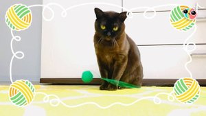 Кот поёт! | Забавное видео с котиком | Песенки-Игрушки