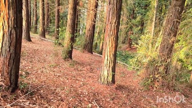 Грибов мало. Прогулка в лес из Секвойи 8 декабря 2024г Со? смотреть онлайн