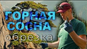 Обрезка горной сосны в парке с Андреем Тихомировым