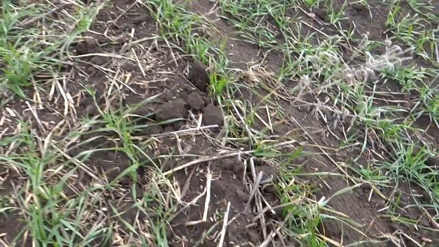 Озимая пшеница после морозов - 18C