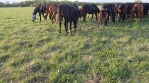 поездка к лошадям. ожеребились две кобылки