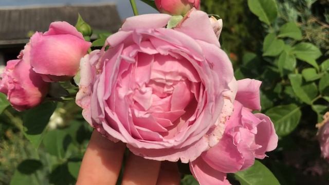 #70  Троянда Спіріт оф Фрідом - красуня з норовом смотреть онлайн