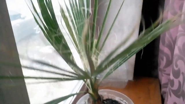 Пересаживаем черенки роз с улицы домой! Эксперимент 3 ?