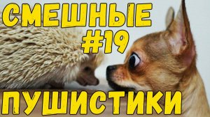 Я РЖАЛ ДО СЛЕЗ 😹 СМЕШНЫЕ КОШКИ И СОБАКИ  СМЕШНЫЕ ЖИВОТНЫЕ 2025 😹 ЛУЧШИЕ ПРИКОЛЫ #19