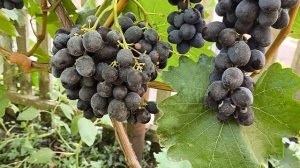 МУСКАТ ИЗЮМСКИЙ виноград селекции Щенникова О.Н. ранн?