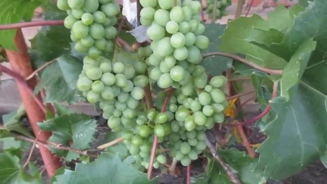 Как можно увеличить урожай винограда. Проще не бывает. смотреть онлайн